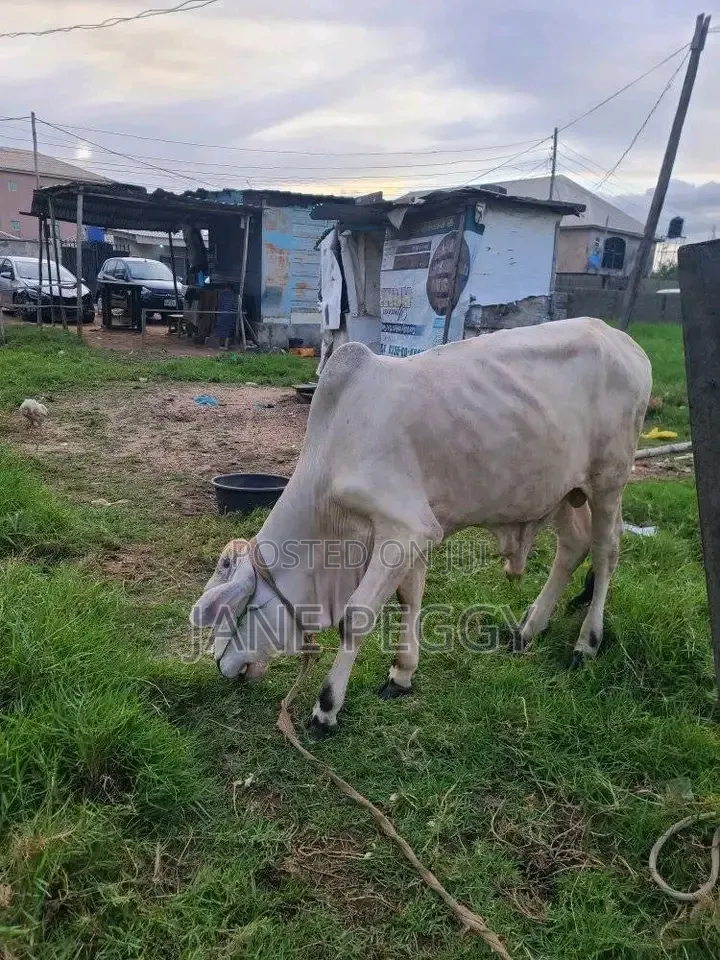 Healthy Cows