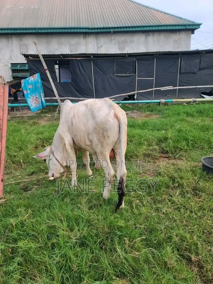 Healthy Cows