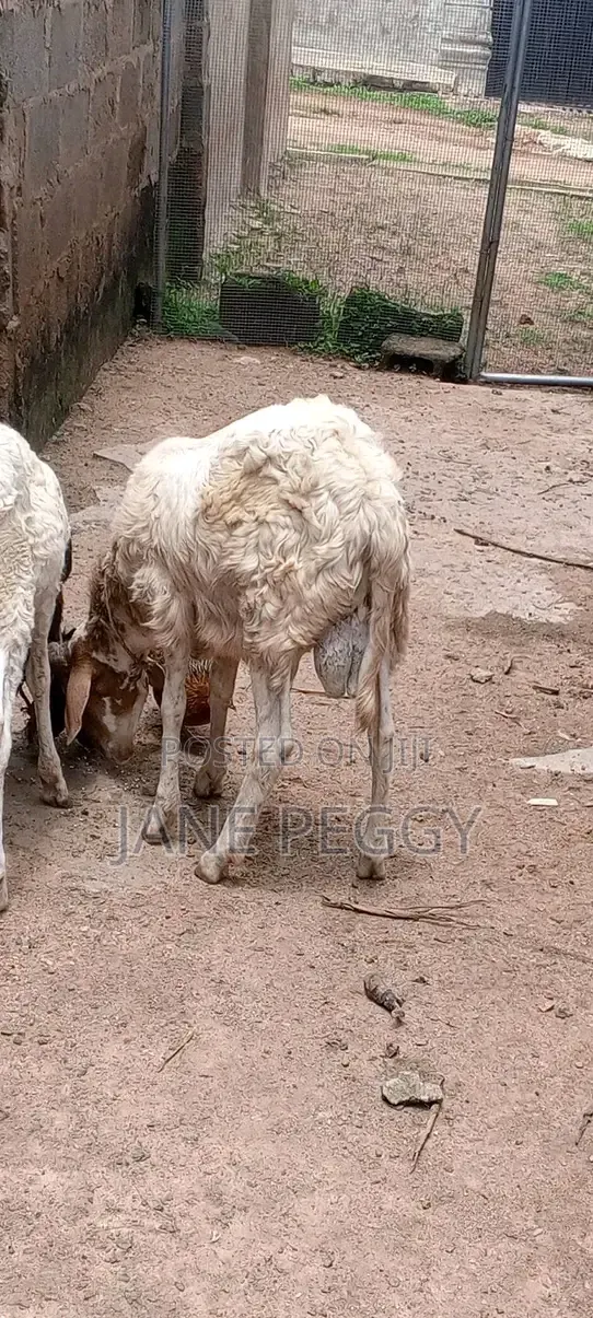 Healthy Sheeps