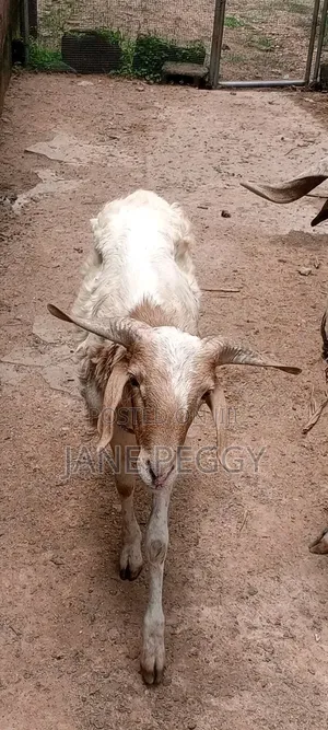 Healthy Sheeps