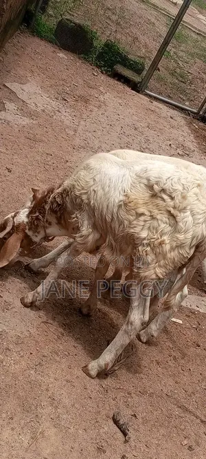 Healthy Sheeps