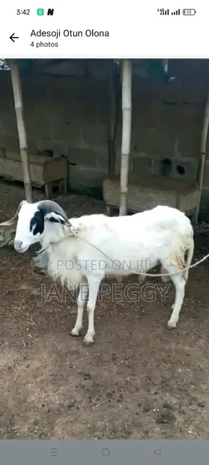 Healthy Sheeps