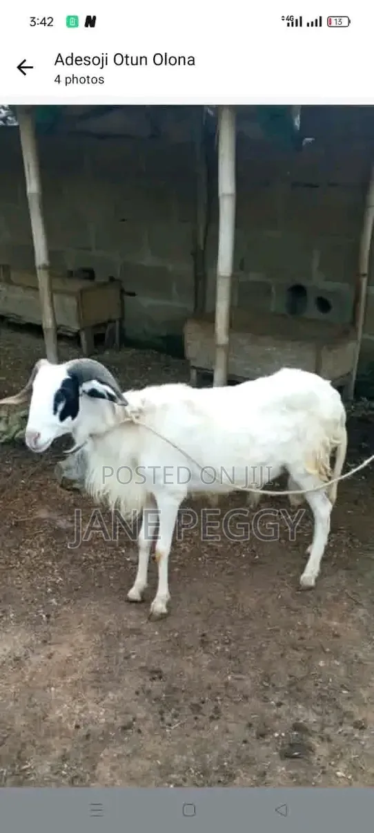 Healthy Sheeps