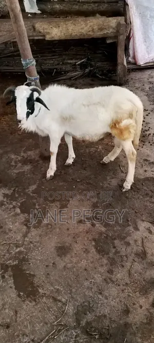 Healthy Sheeps