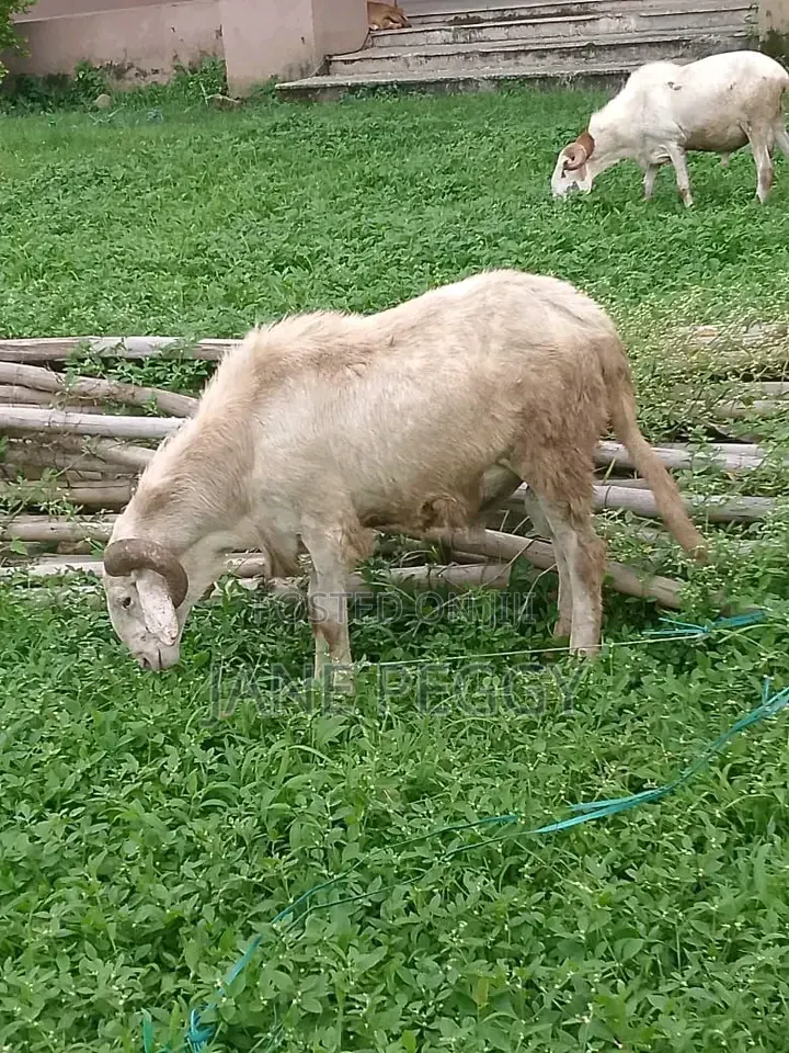 Healthy Sheeps