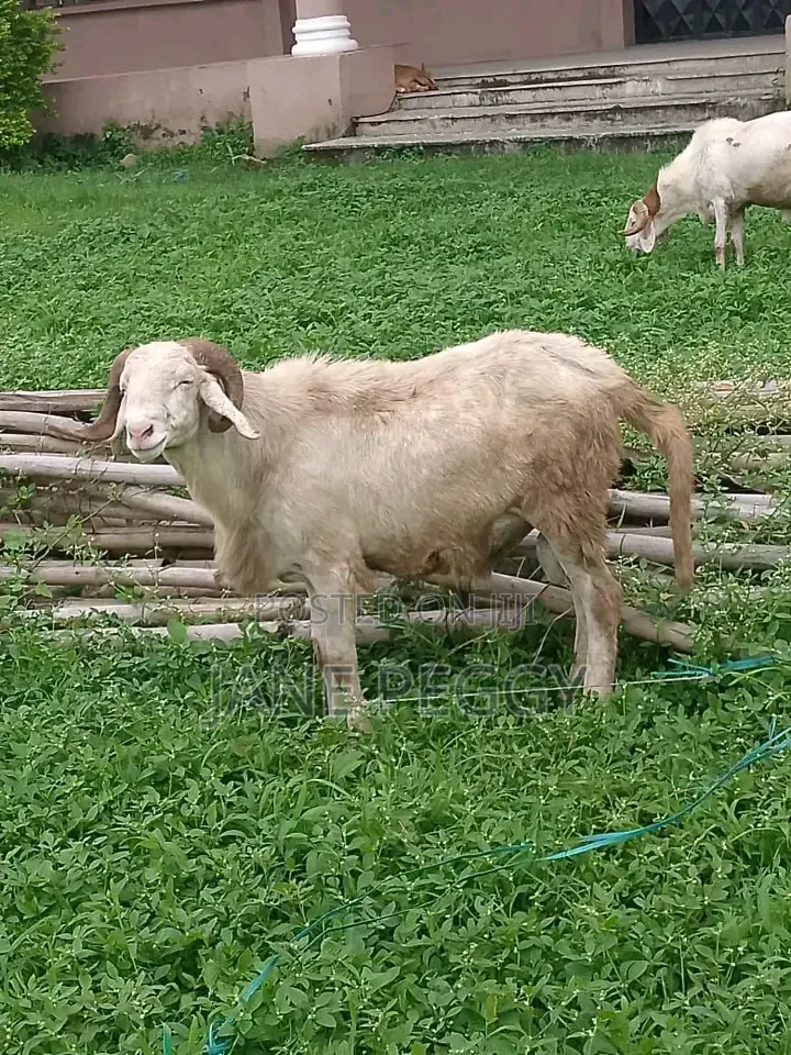 Healthy Sheeps