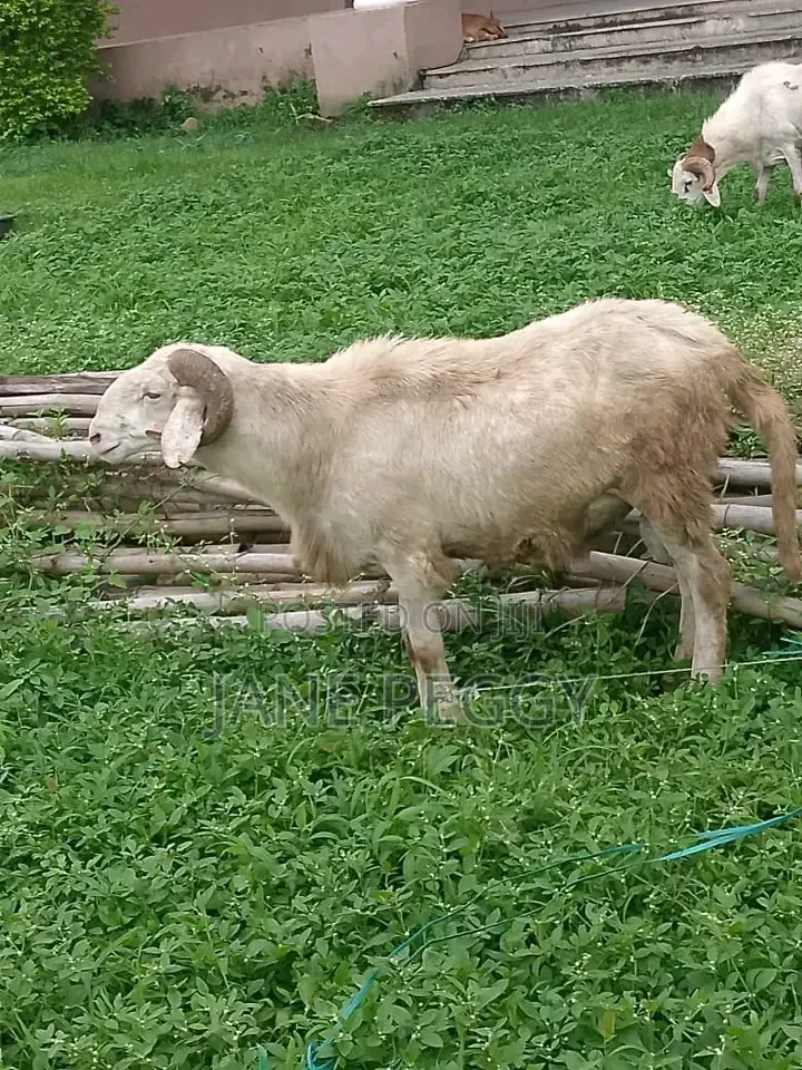 Healthy Sheeps
