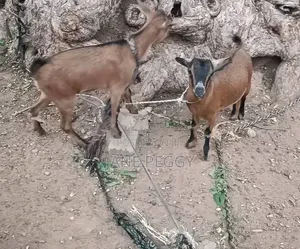 Healthy Goats for Sale