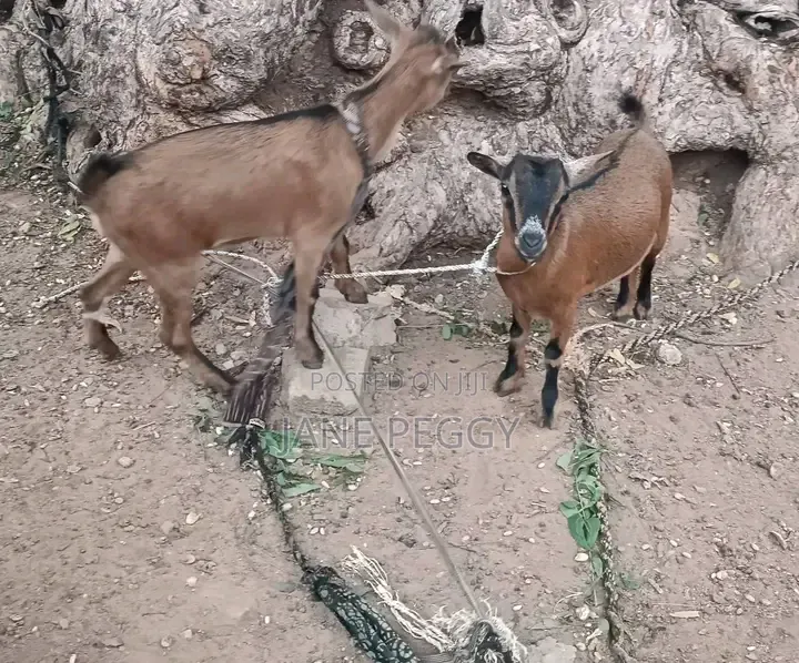 Healthy Goats for Sale