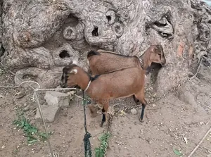 Healthy Goats for Sale