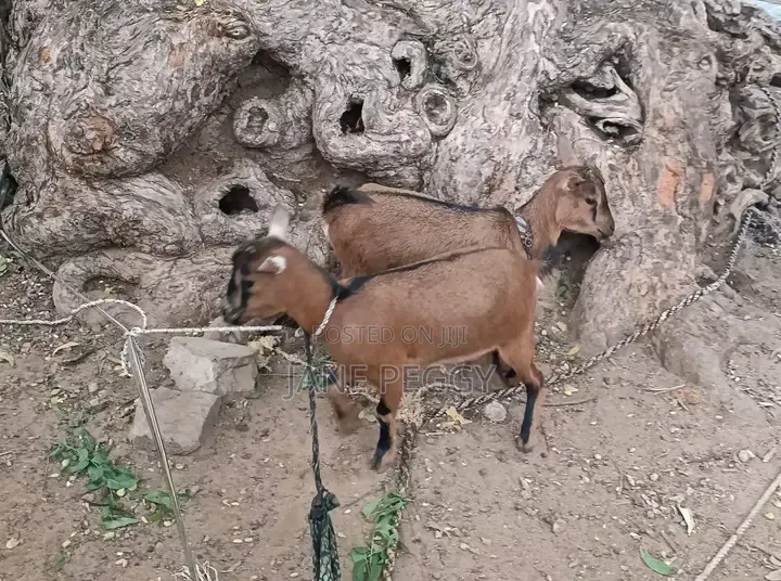 Healthy Goats for Sale