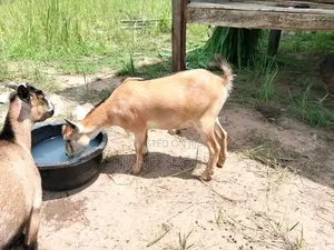 Healthy Goats for Sale