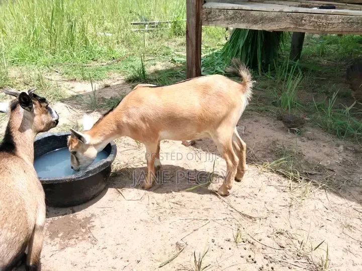 Healthy Goats for Sale