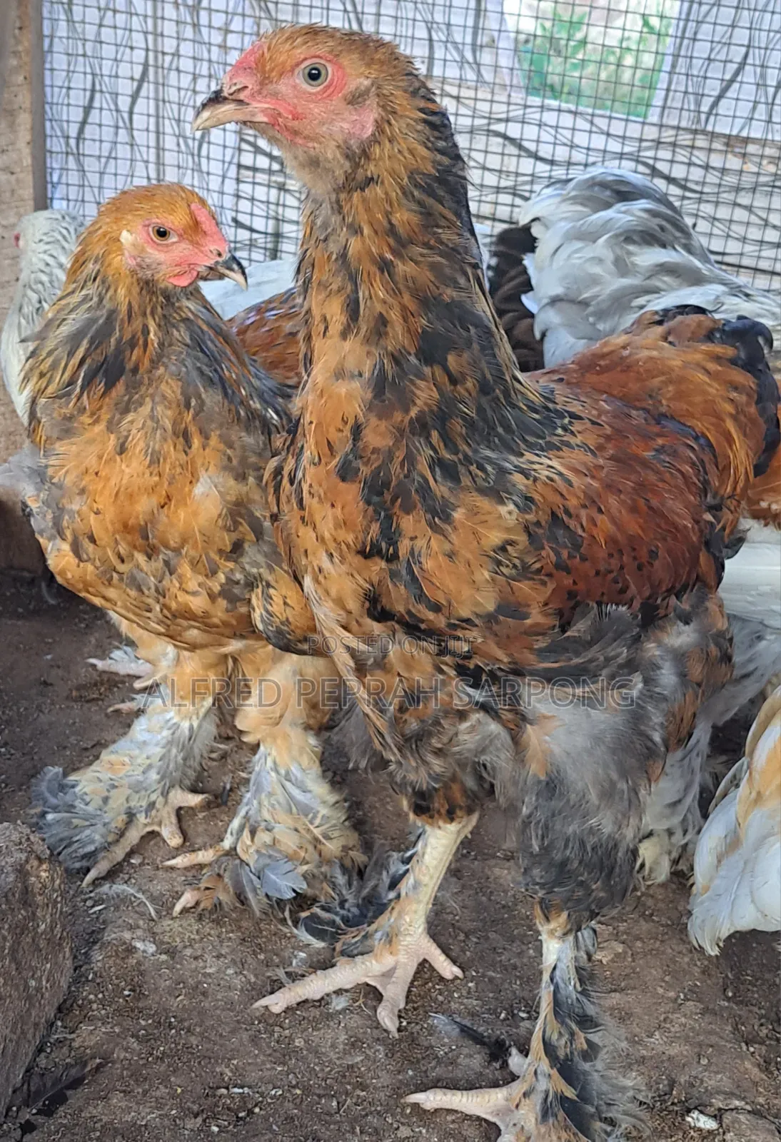 Brahma Chickens for Sale in Accra, Dansoman
