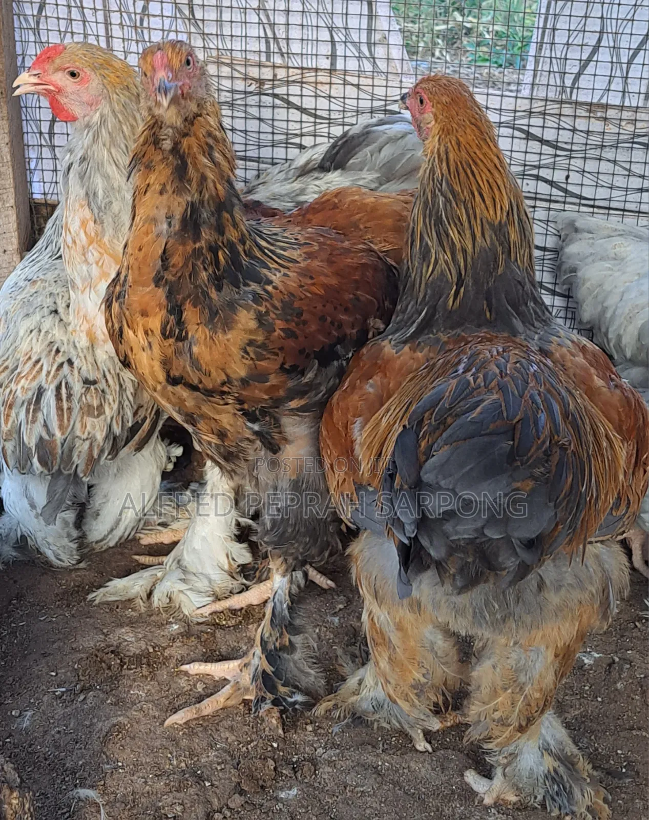 Brahma Chickens for Sale in Accra, Dansoman