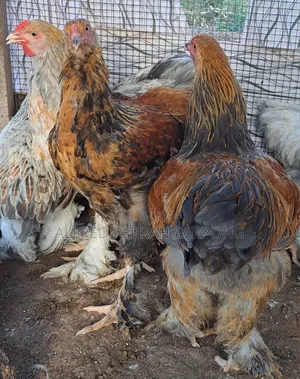 Brahma Chickens for Sale in Accra, Dansoman