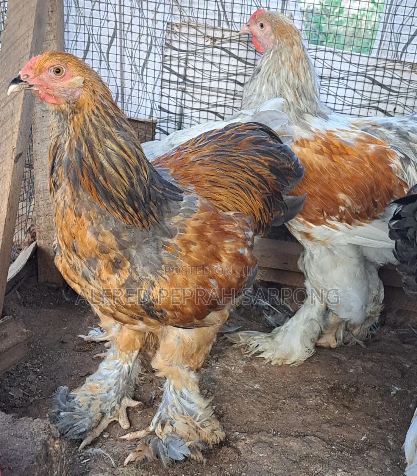Brahma Chickens for Sale in Accra, Dansoman