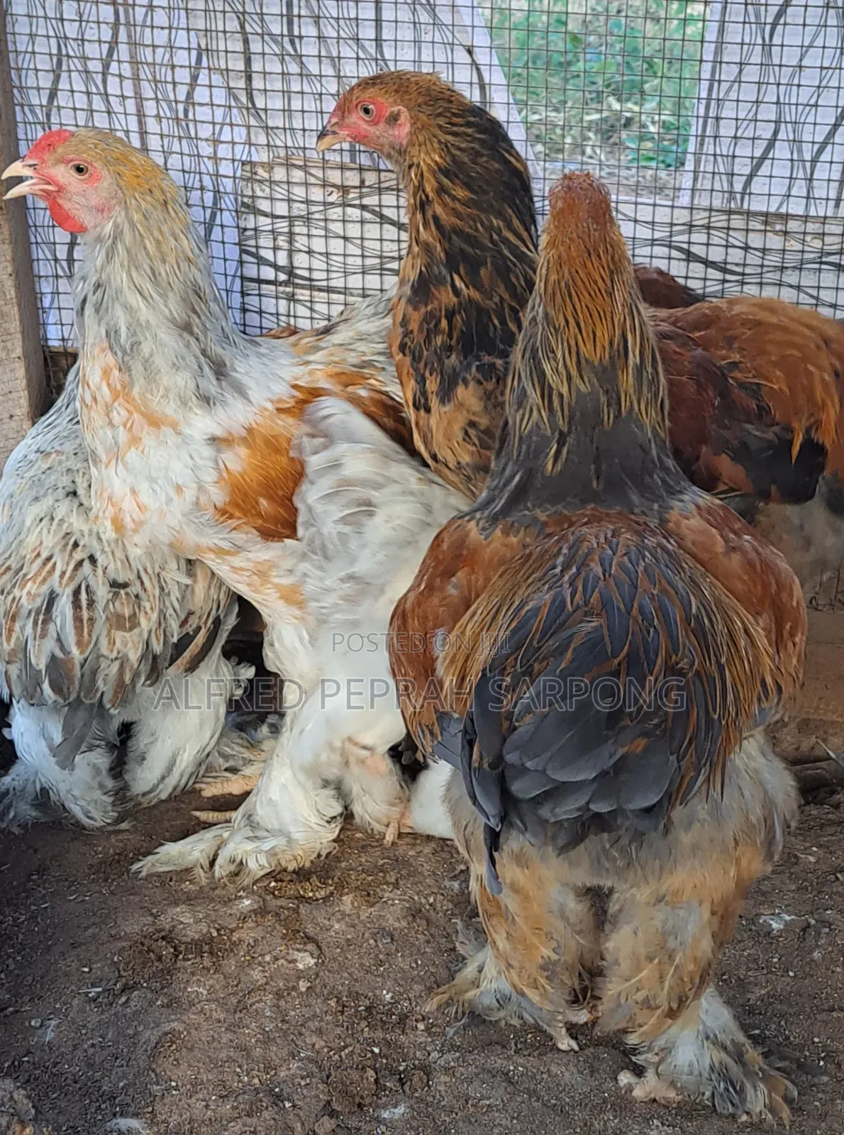 Brahma Chickens for Sale in Accra, Dansoman
