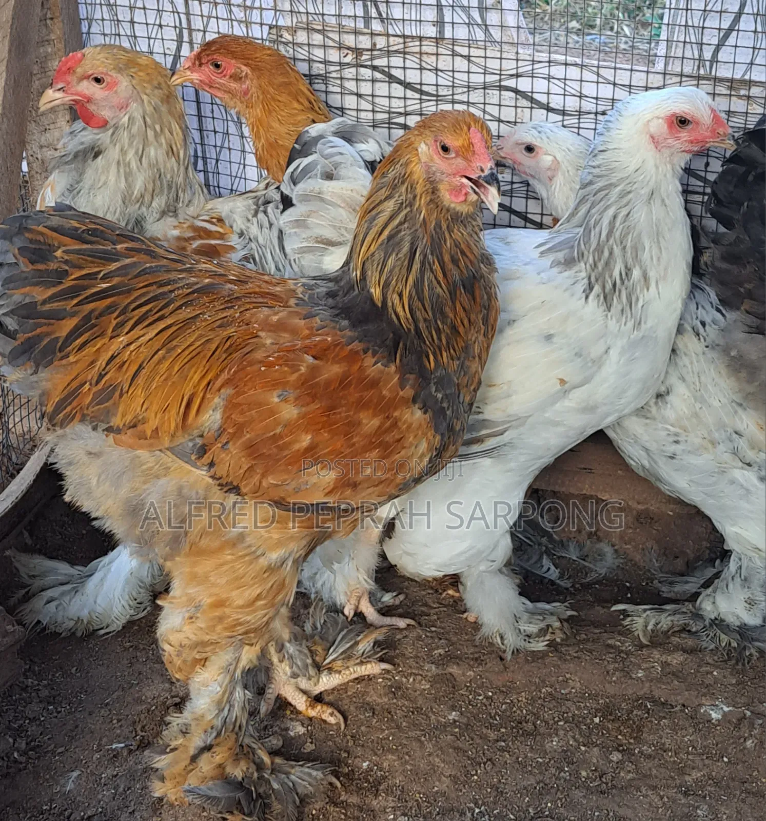 Brahma Chickens for Sale in Accra, Dansoman