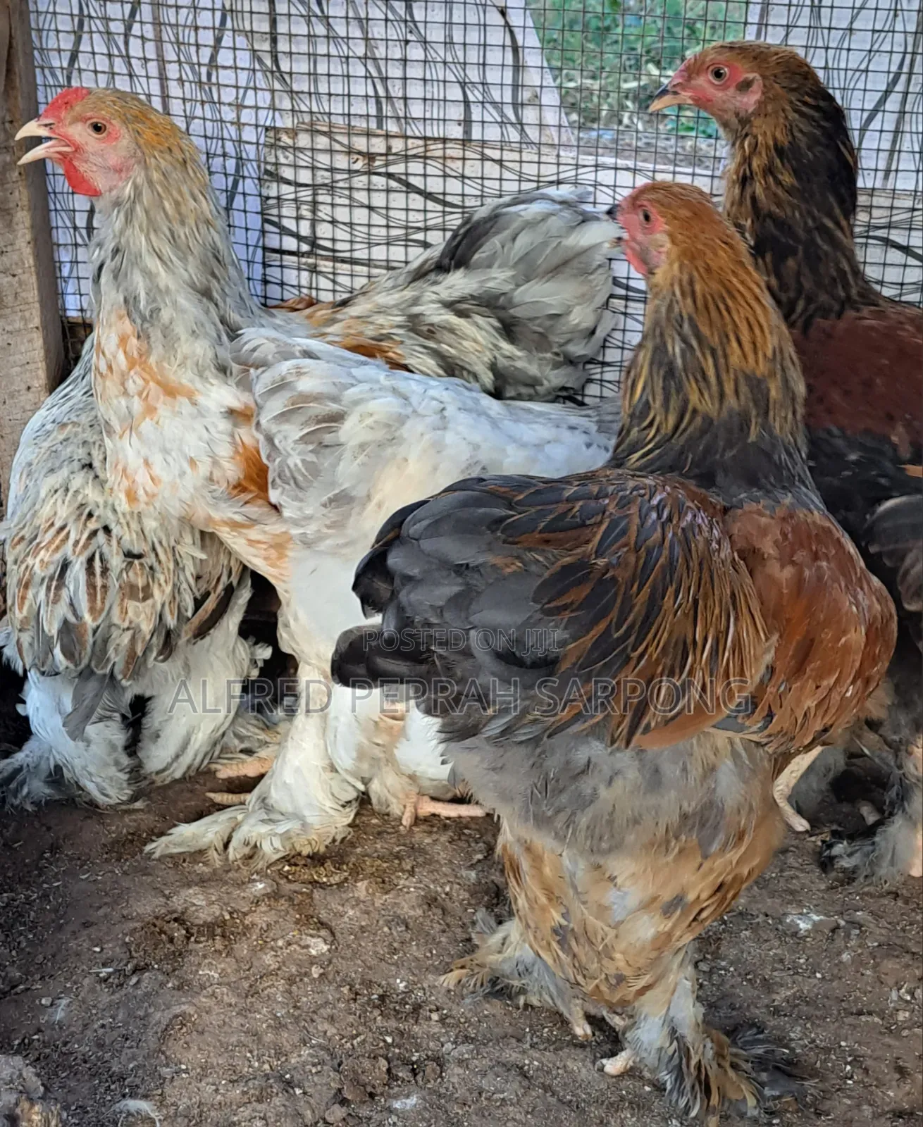Brahma Chickens for Sale in Accra, Dansoman
