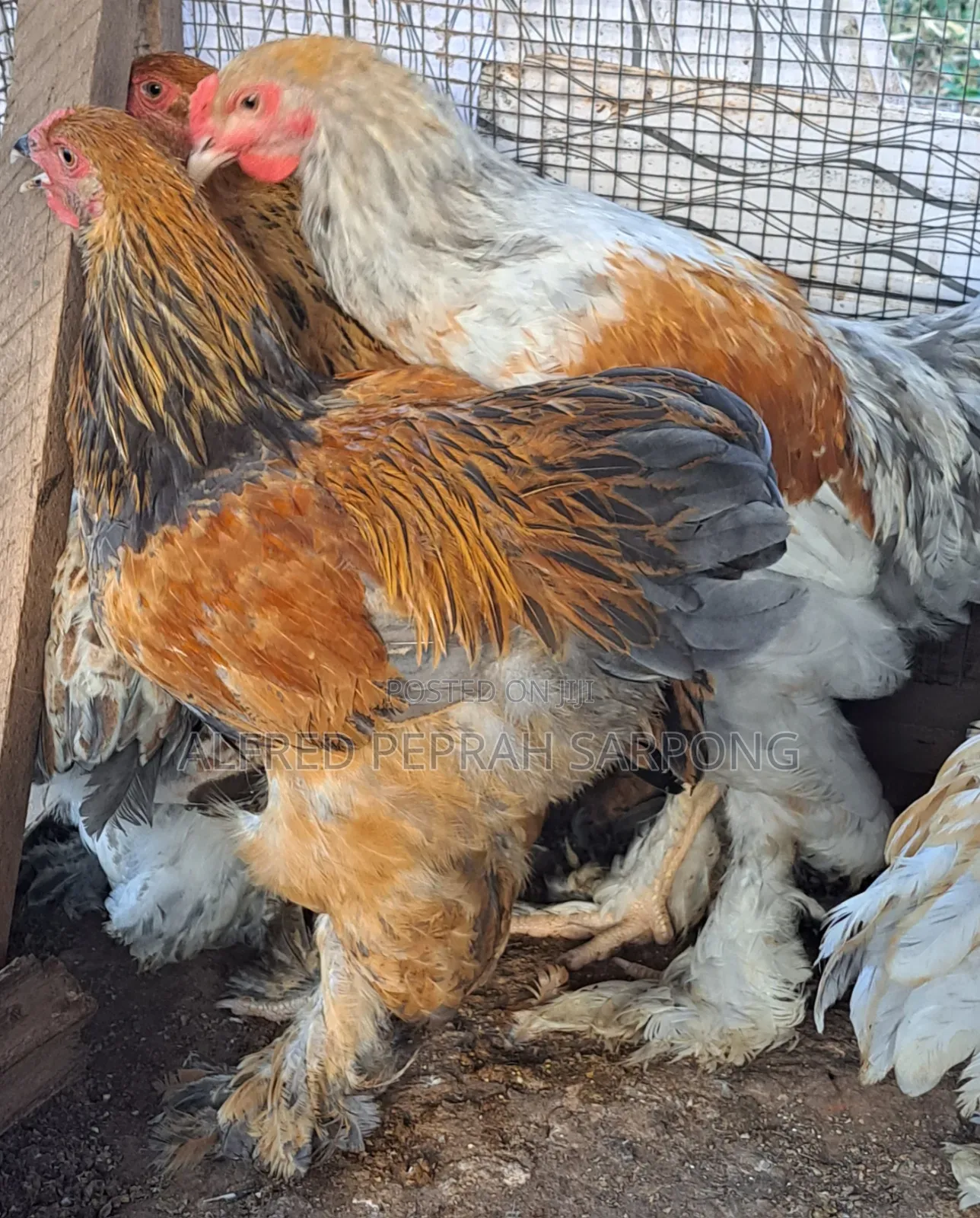 Brahma Chickens for Sale in Accra, Dansoman