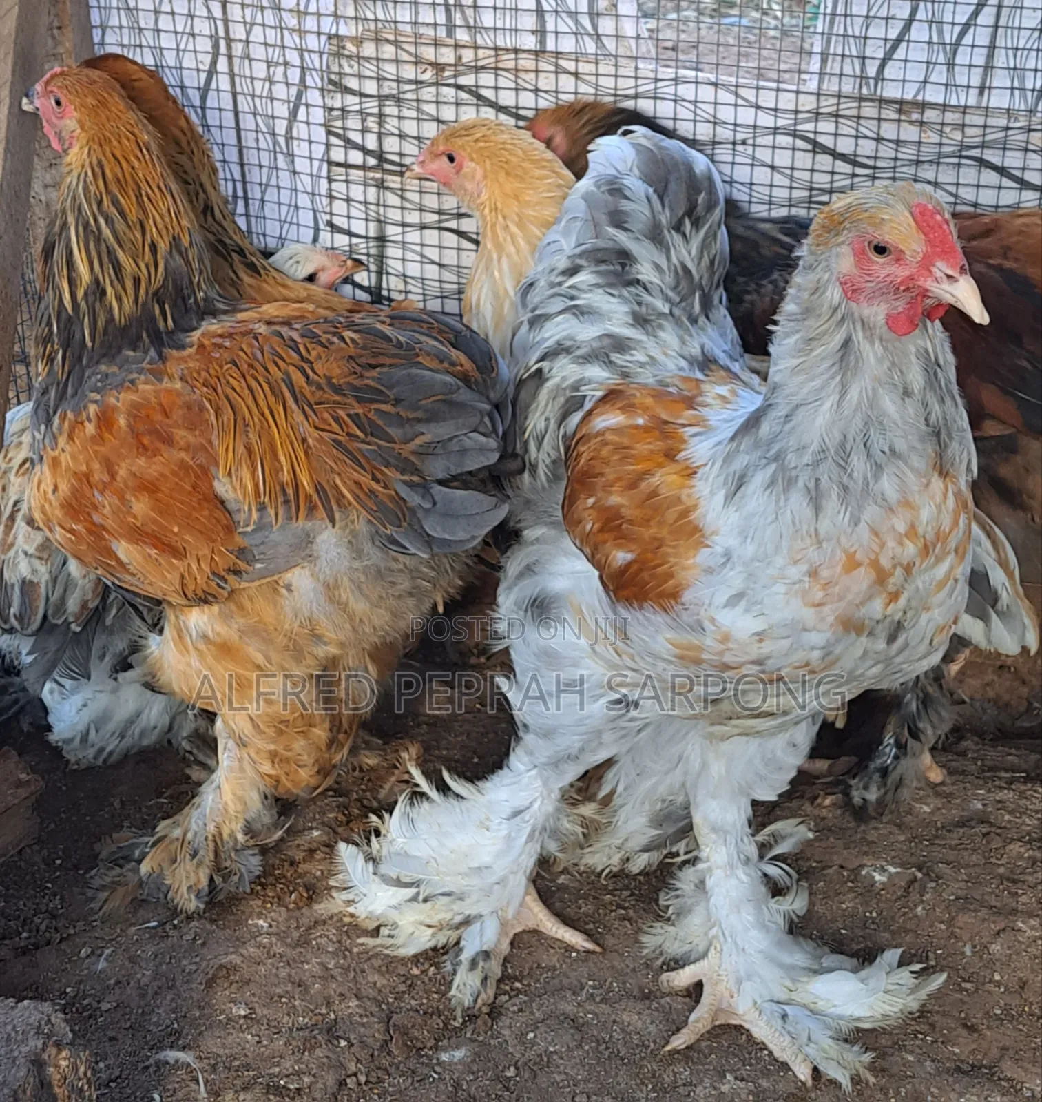 Brahma Chickens for Sale in Accra, Dansoman
