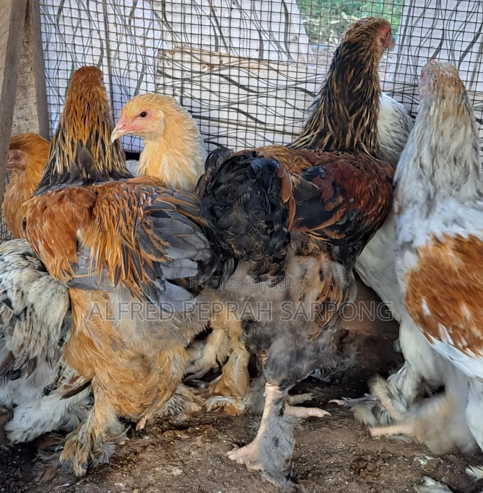 Brahma Chickens for Sale in Accra, Dansoman