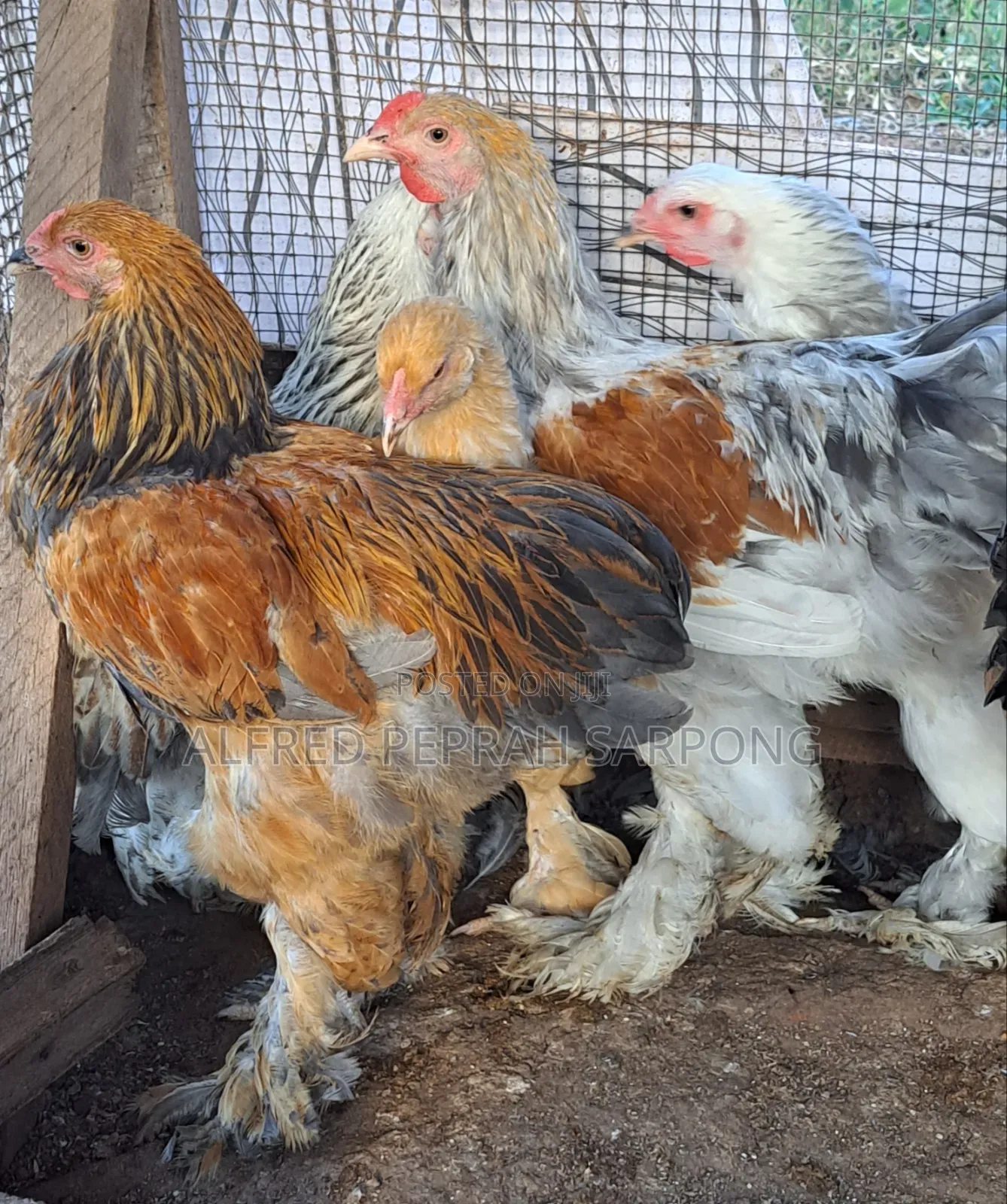 Brahma Chickens for Sale in Accra, Dansoman