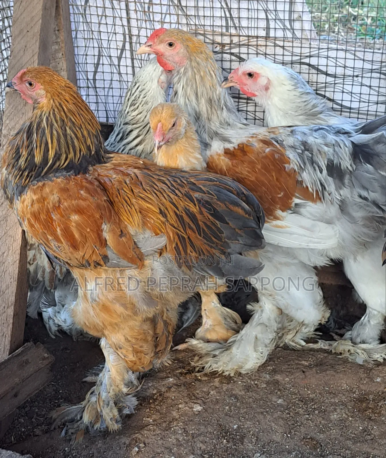 Brahma Chickens for Sale in Accra, Dansoman