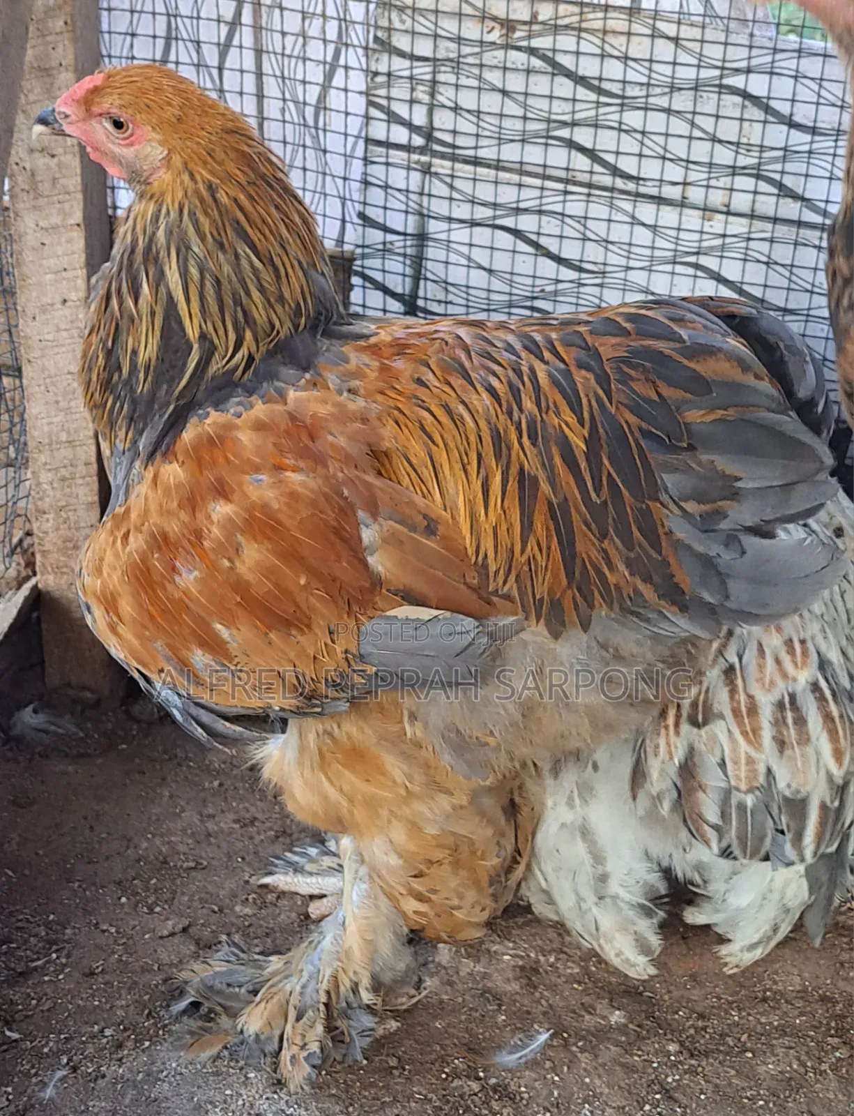 Brahma Chickens for Sale in Accra, Dansoman