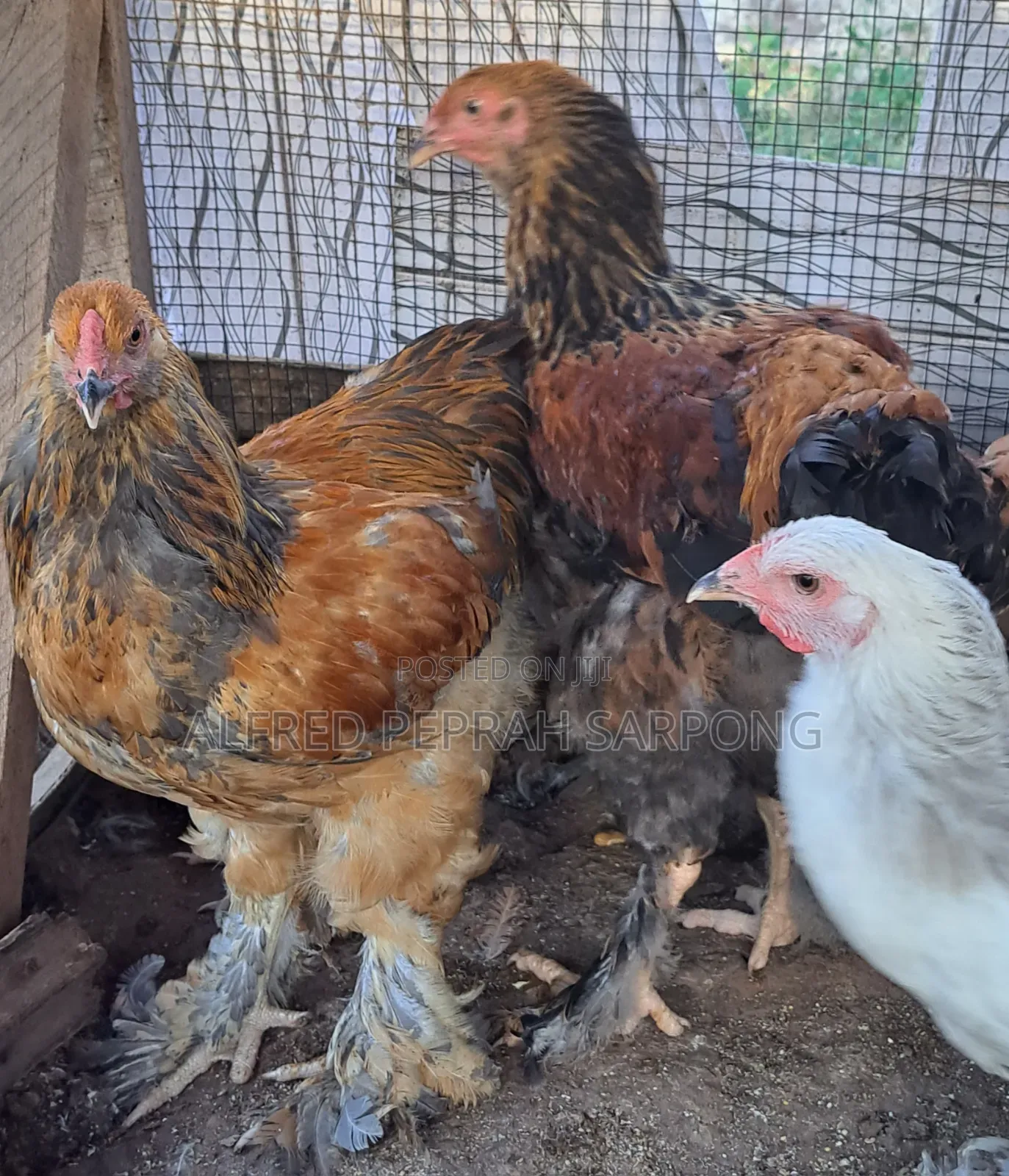 Brahma Chickens for Sale in Accra, Dansoman