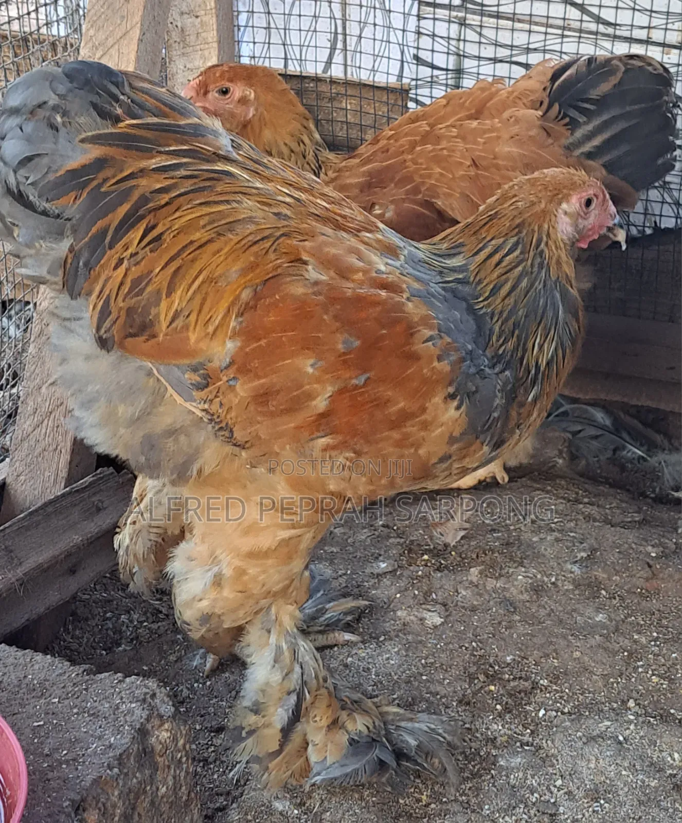 Brahma Chickens for Sale in Accra, Dansoman