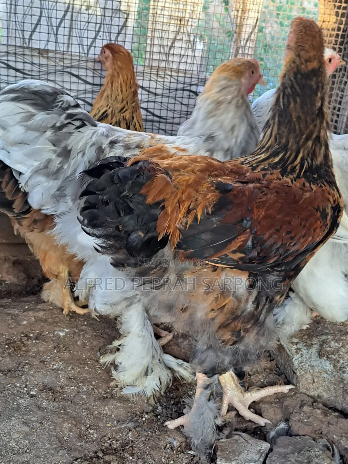 Brahma Chickens for Sale in Accra, Dansoman