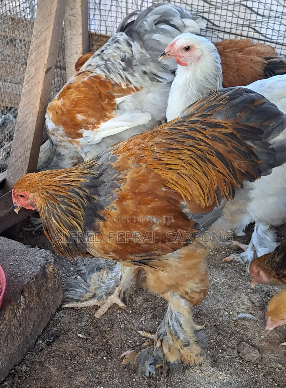 Brahma Chickens for Sale in Accra, Dansoman