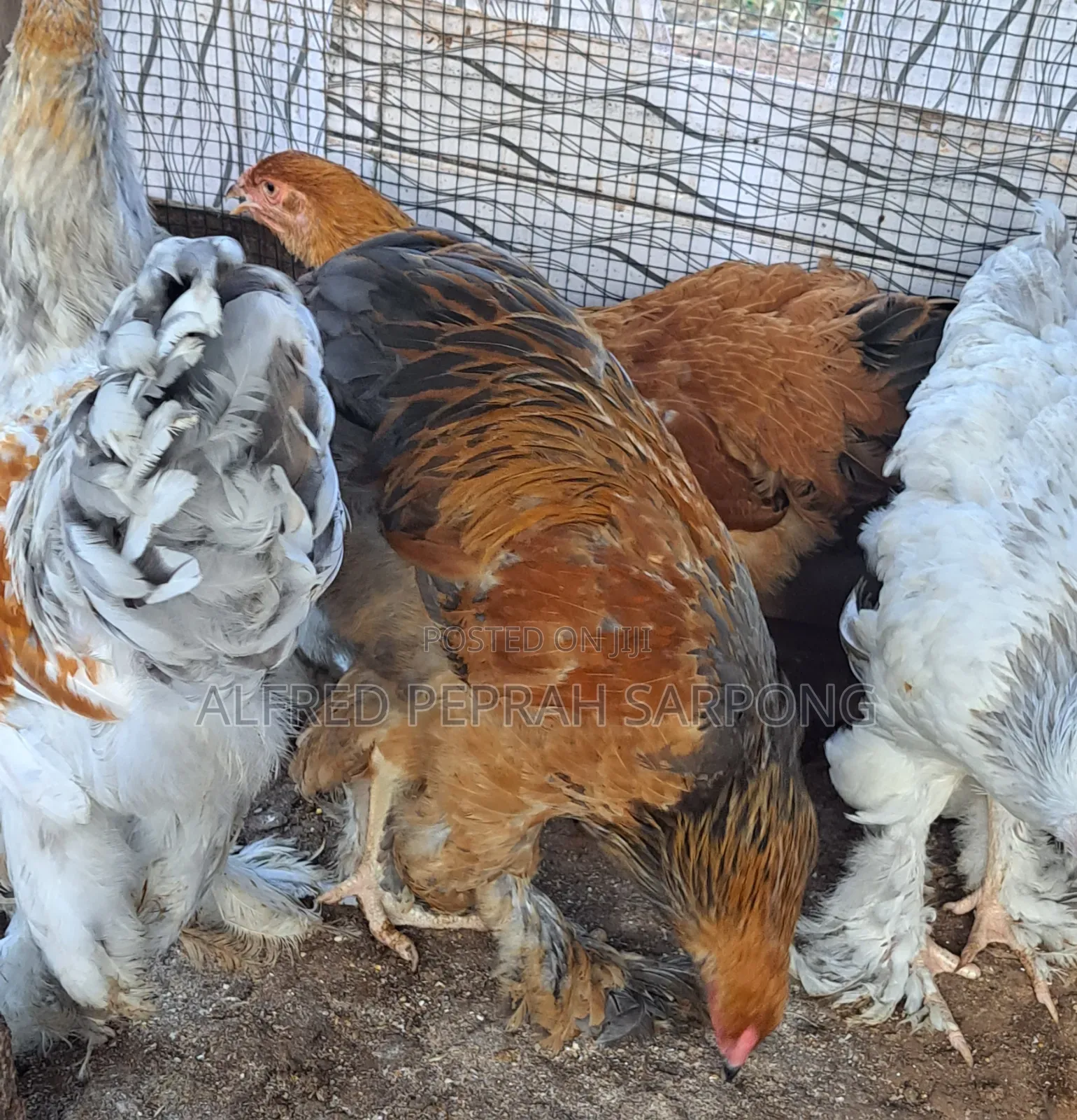 Brahma Chickens for Sale in Accra, Dansoman