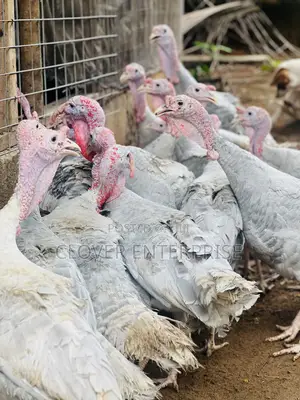 6 Months + Male Blueslate Turkeys