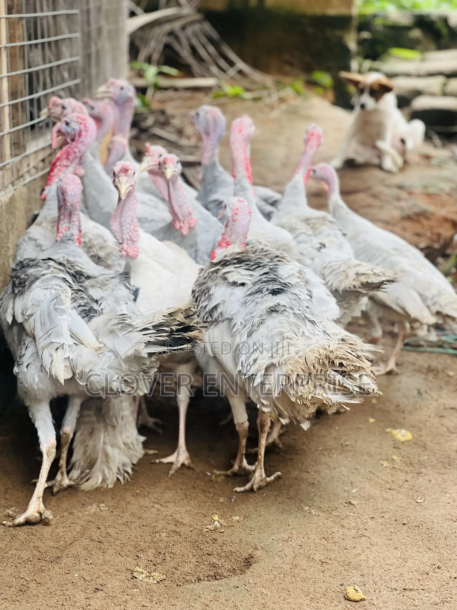 6 Months + Male Blueslate Turkeys