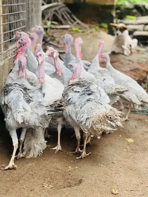 6 Months + Male Blueslate Turkeys