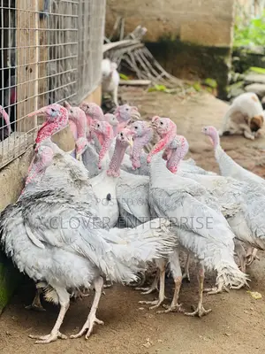 6 Months + Male Blueslate Turkeys