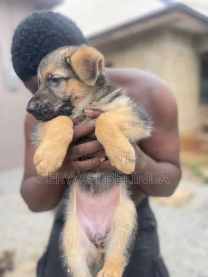 1-3 months Female Purebred German Shepherd
