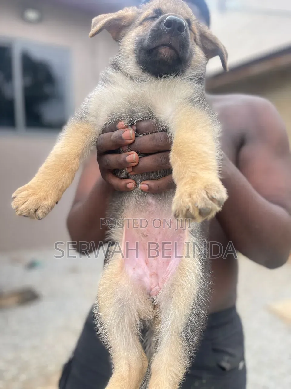 1-3 months Female Purebred German Shepherd