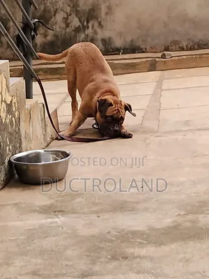 1-3 months Female Purebred Mastiff