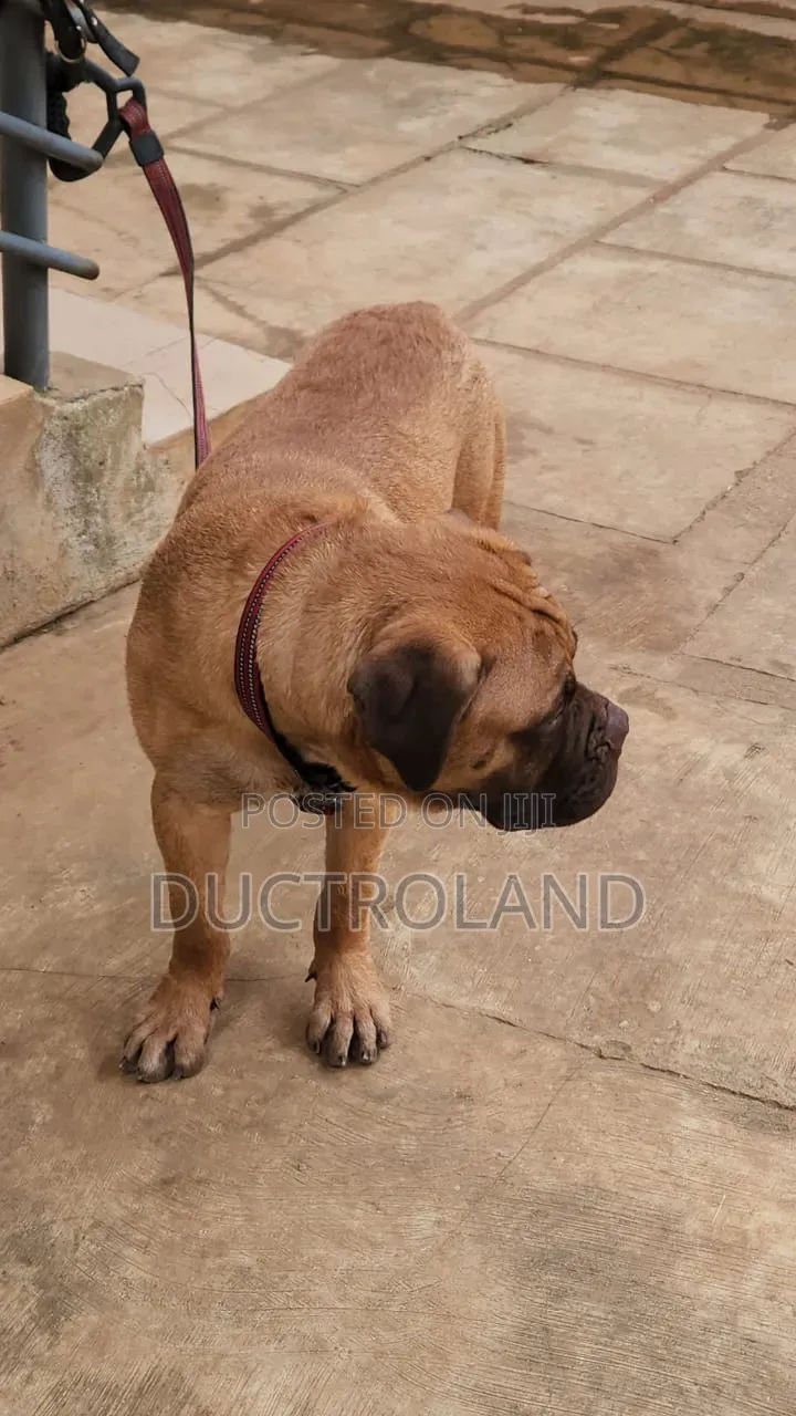 1-3 months Female Purebred Mastiff