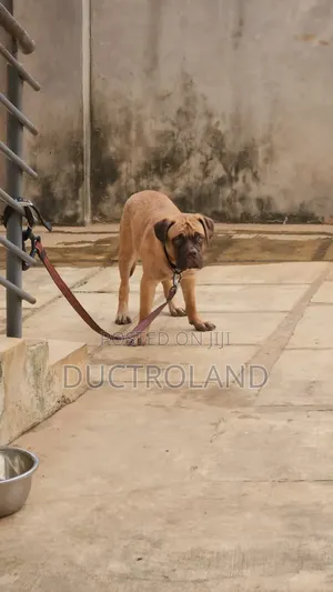 1-3 months Female Purebred Mastiff