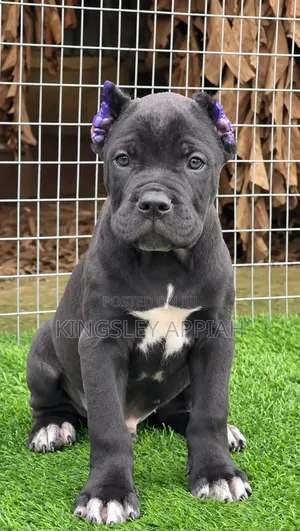 1-3 months Male Purebred Cane Corso