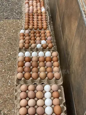 Direct Eggs From Farm