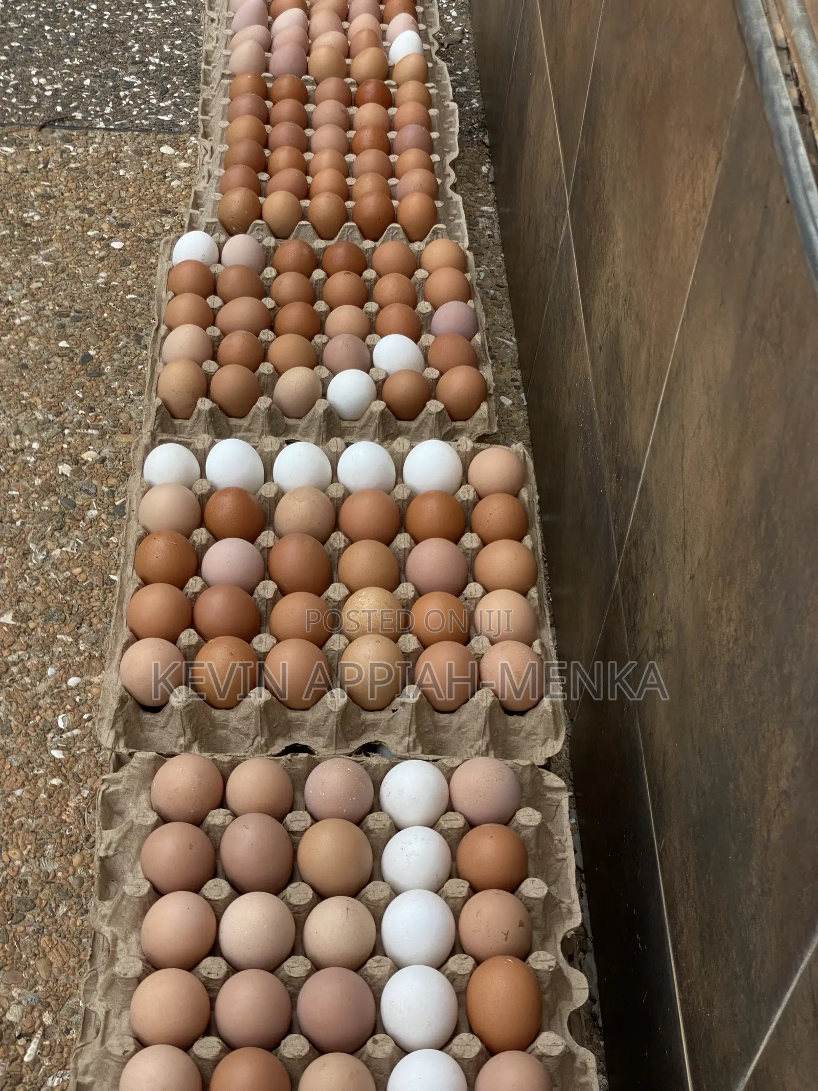 Direct Eggs From Farm