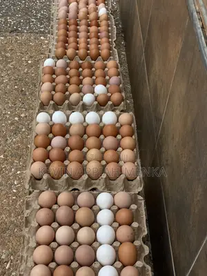 Direct Eggs From Farm