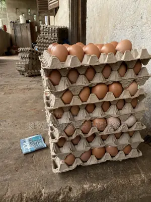 Direct Eggs From Farm