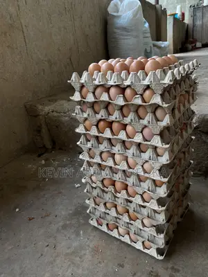 Direct Eggs From Farm